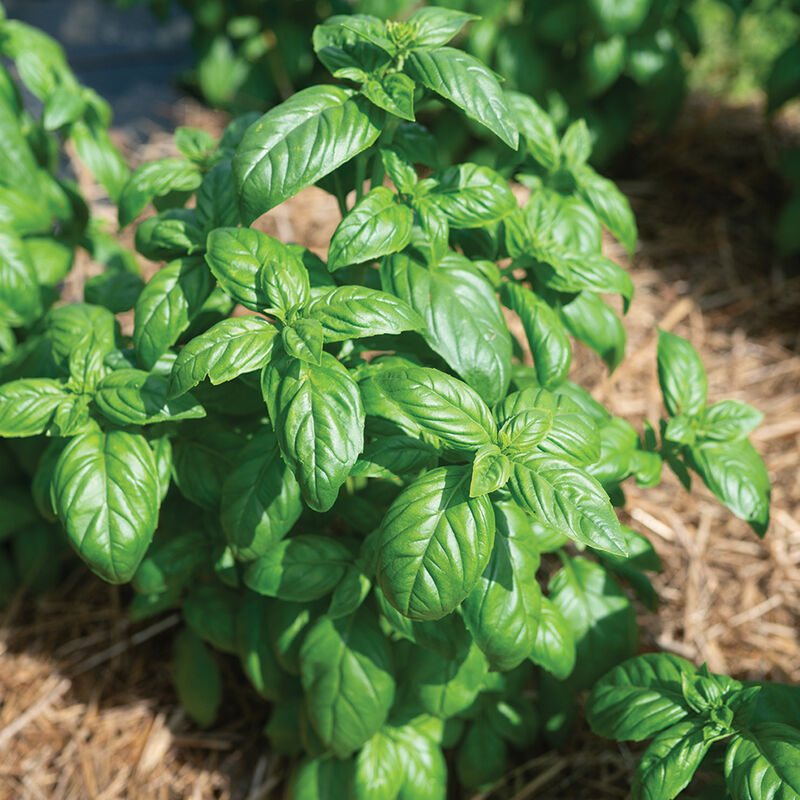 Aya Prospera&reg; Active DMR Genovese Basil