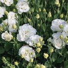 Corelli Sugoi&trade; III White Lisianthus