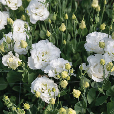 Corelli Sugoi&trade; III White Lisianthus