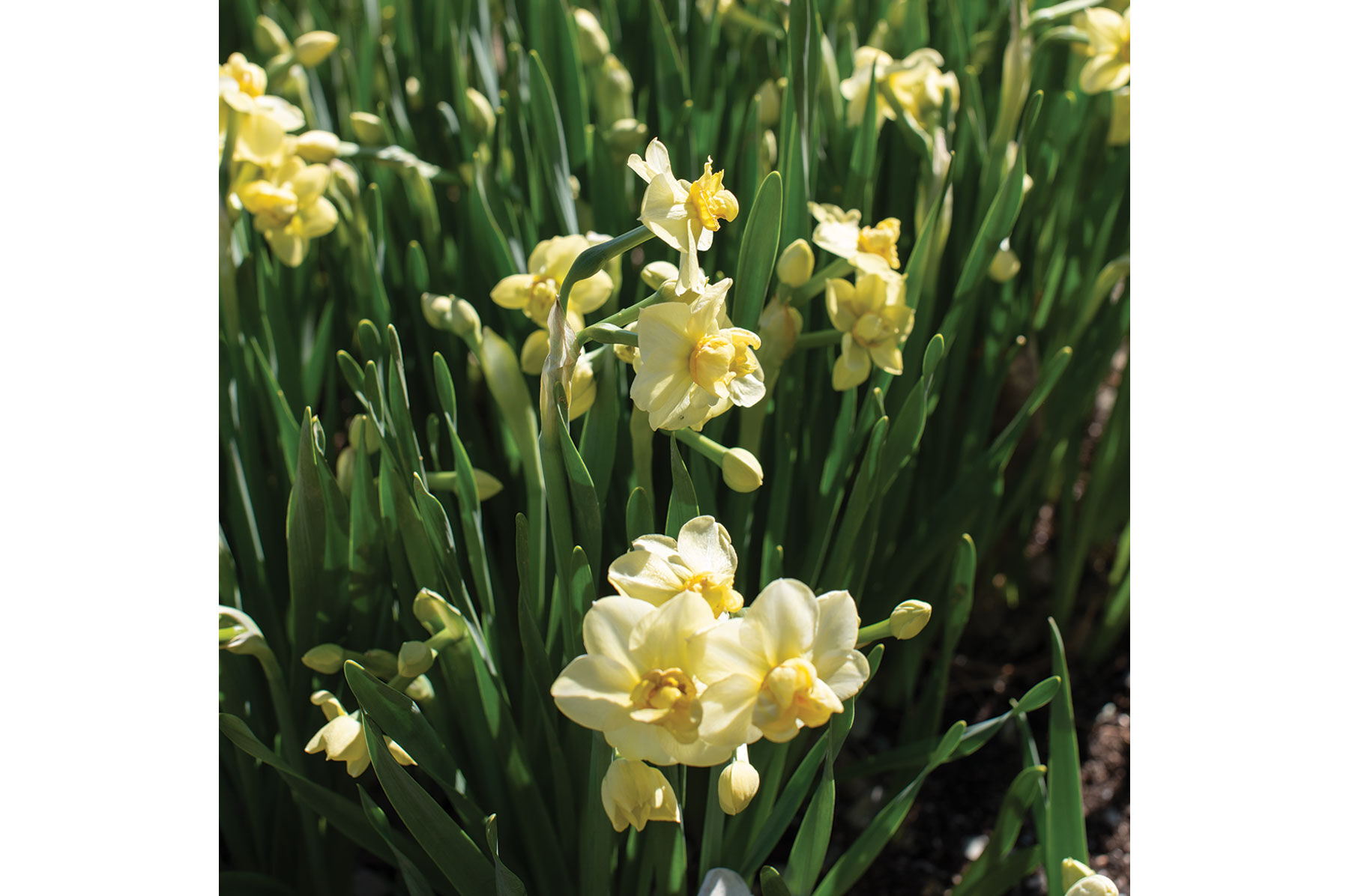 Yellow Cheerfulness Narcissus (Daffodil)