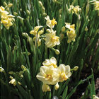 Yellow Cheerfulness Narcissus (Daffodil)