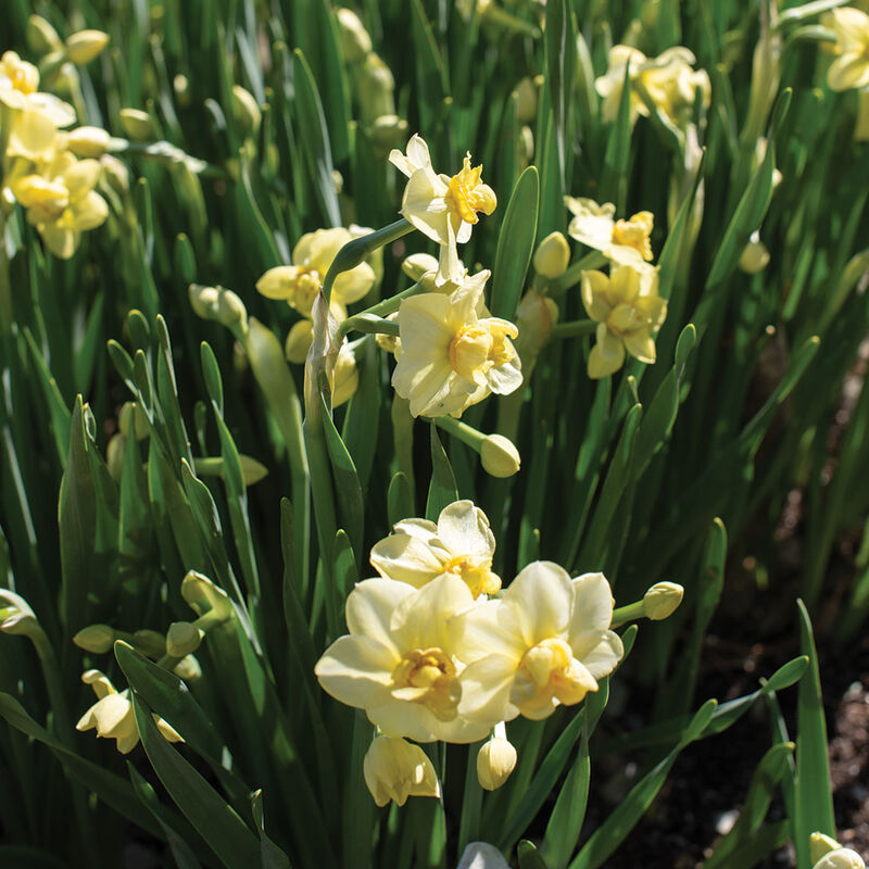 Yellow Cheerfulness Narcissus (Daffodil)
