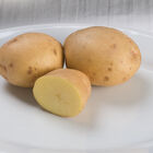 Yukon Gold &ndash; Early Ship Potatoes