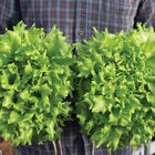 Caravel Salanova&reg; &ndash; Green Batavia Salanova&reg; Lettuce