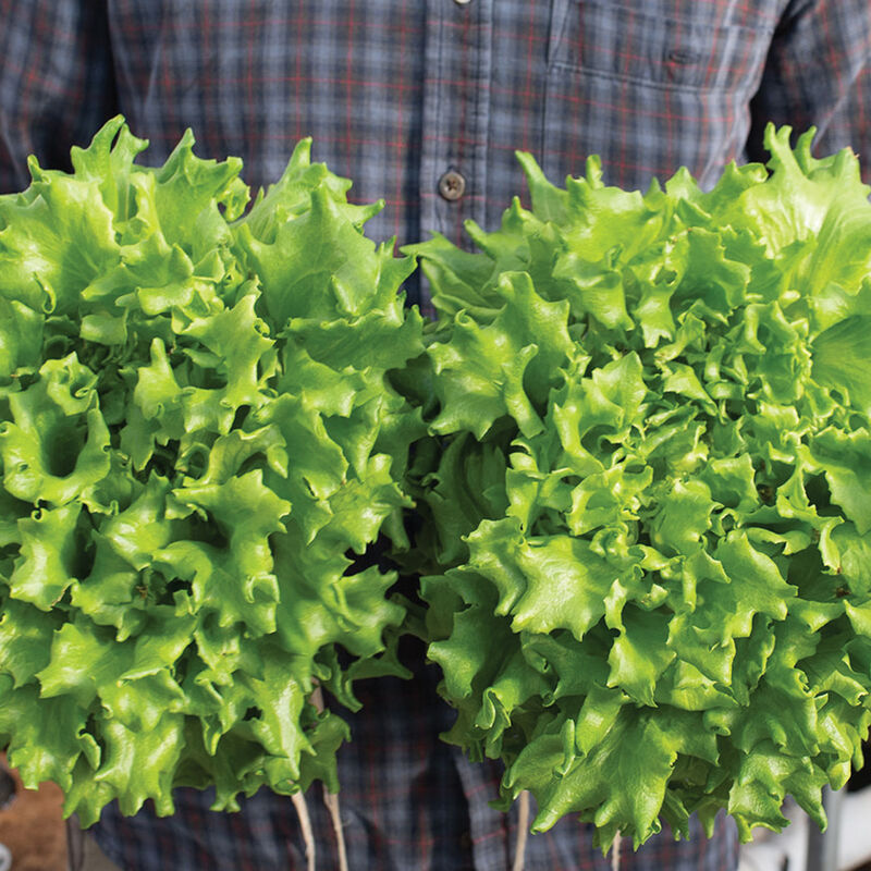 Caravel Salanova&reg; &ndash; Green Batavia Salanova&reg; Lettuce