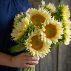 ProCut&reg; White Lite Tall Sunflowers