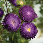 Azumi XL Blue Aster