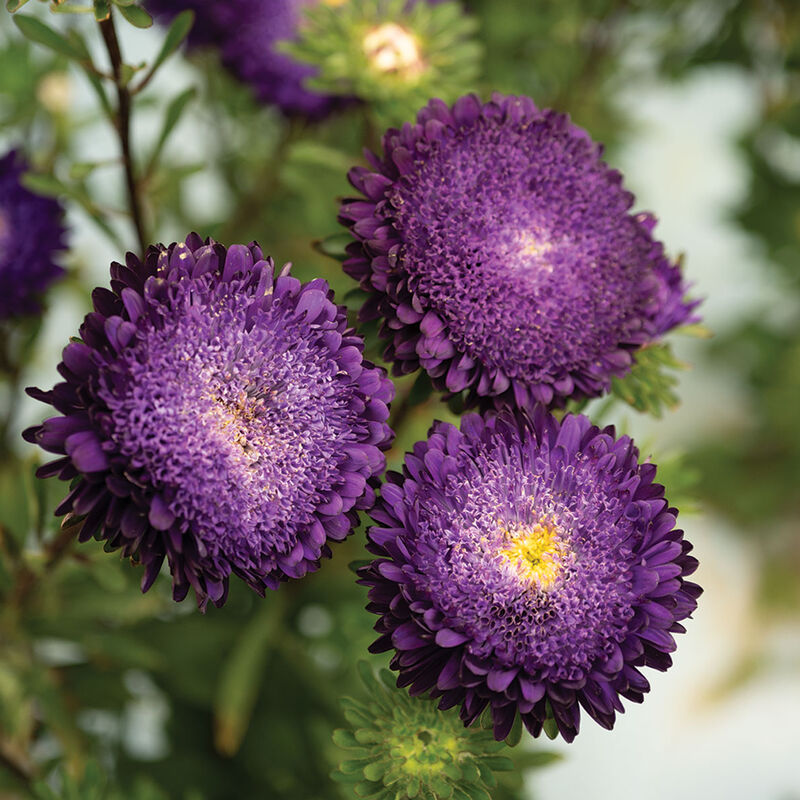 Azumi XL Blue Aster