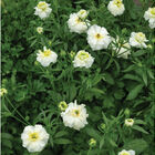 Butterfly&trade; Graces&reg; Ranunculus