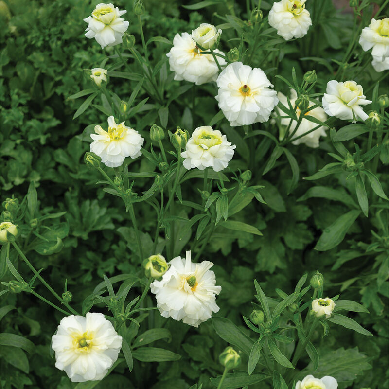 Butterfly&trade; Graces&reg; Ranunculus