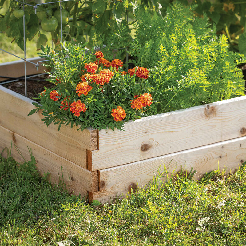Cedar Raised Garden Bed &ndash; 3' x 6' Raised Beds & Planters
