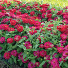 Double Zahara&trade; Cherry Zinnias