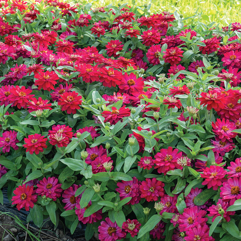 Double Zahara&trade; Cherry Zinnias