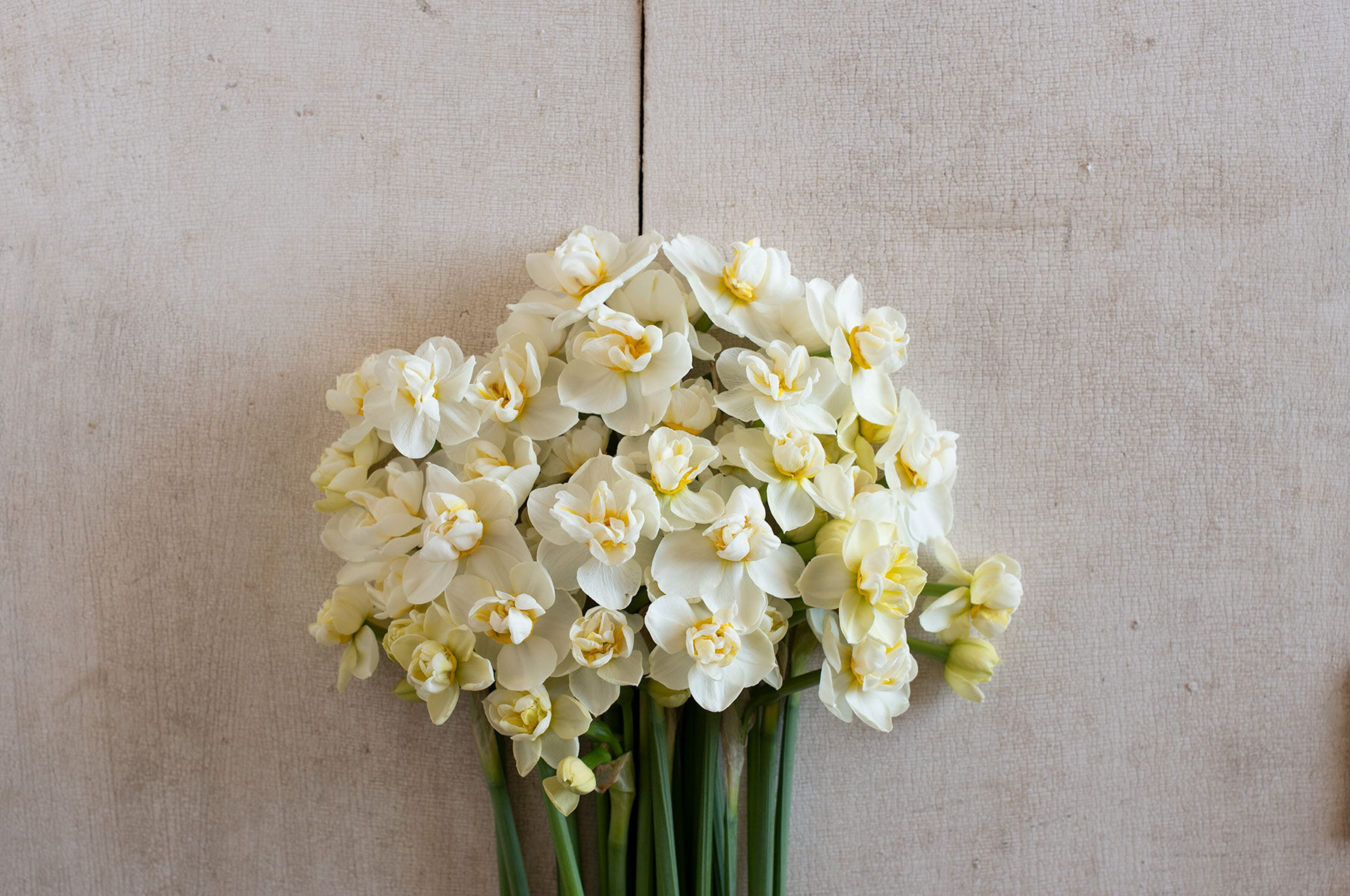 Cheerfulness Narcissus (Daffodil)