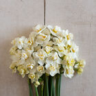 Cheerfulness Narcissus (Daffodil)