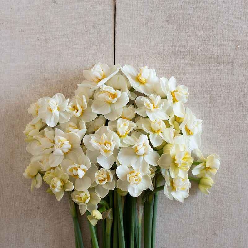 Cheerfulness Narcissus (Daffodil)