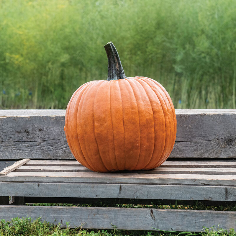 The Boss Jack-o-Lanterns