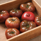 Marnero Beefsteak Tomatoes