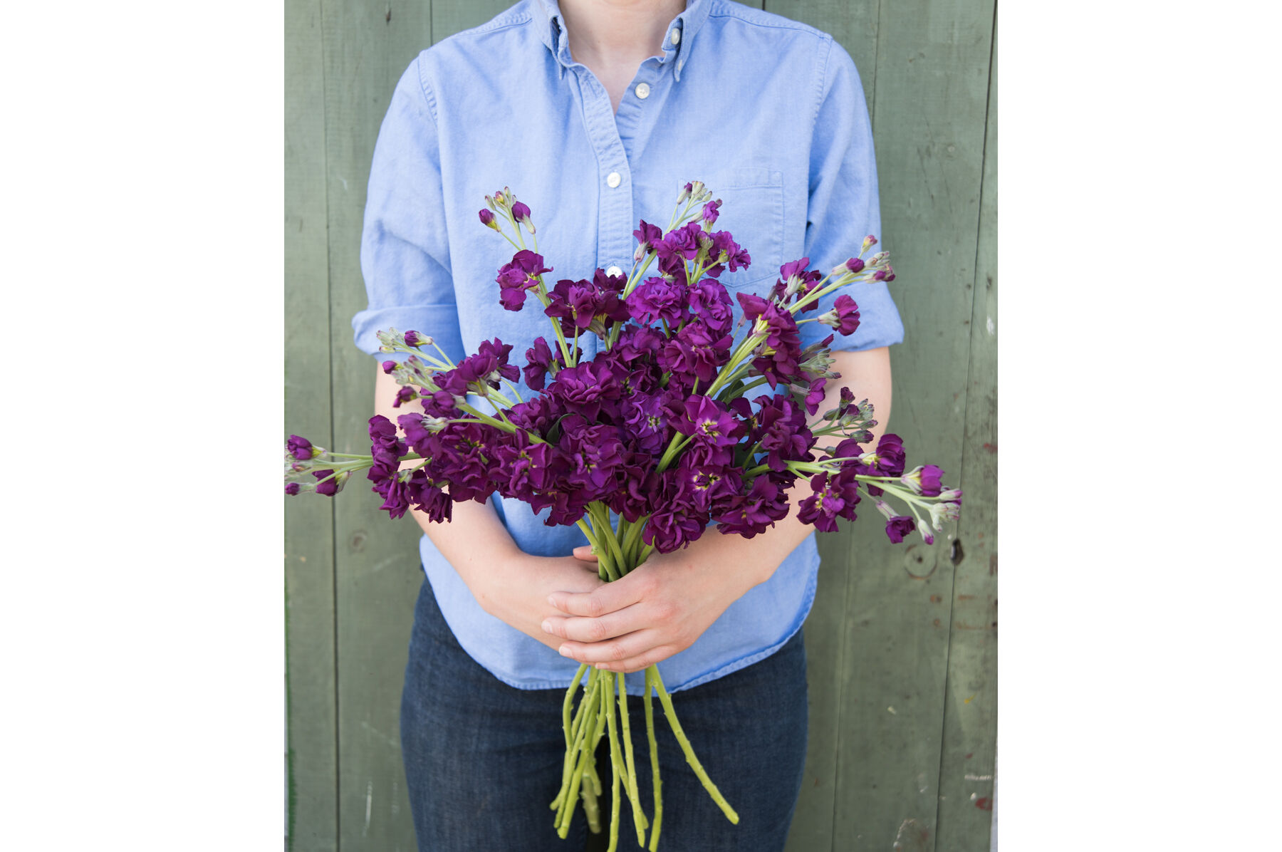 Katz Purple Stock