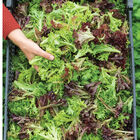 Salanova&reg; Foundation Collection Salanova&reg; Lettuce