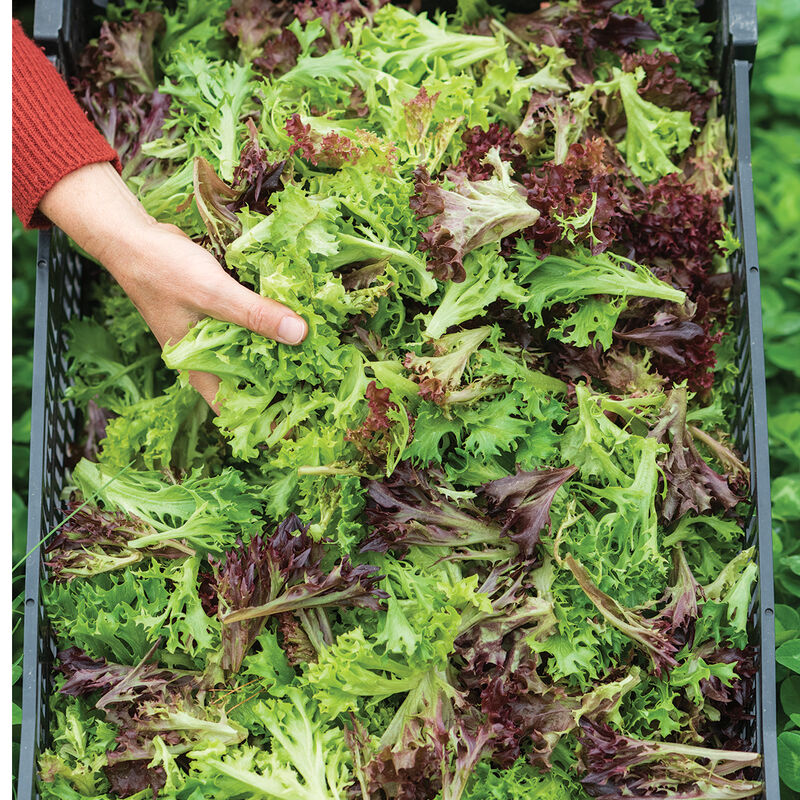Salanova&reg; Foundation Collection Salanova&reg; Lettuce