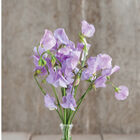 Elegance Lavender Sweet Peas