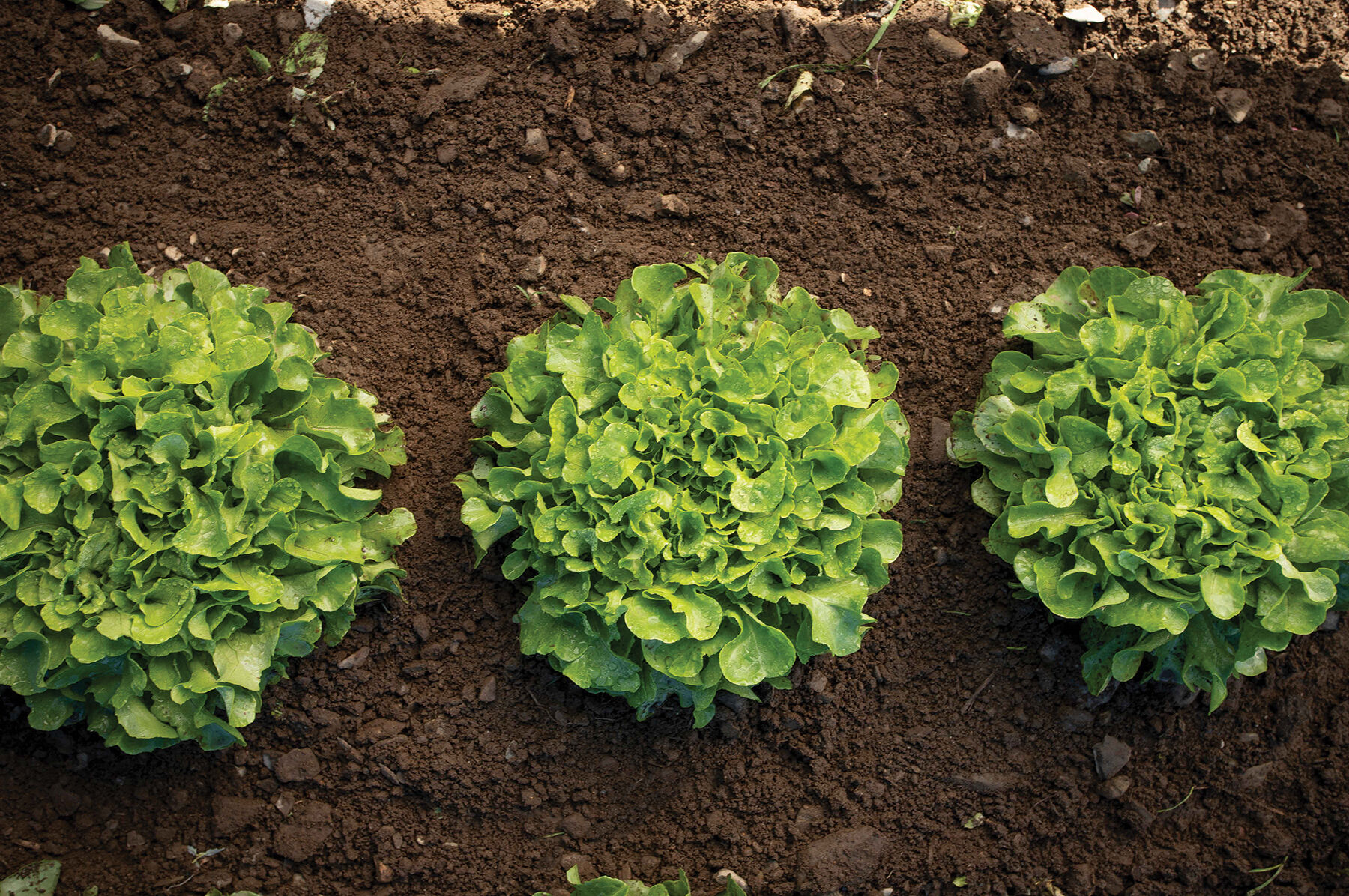 Bauer Oakleaf Lettuce