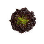 Xem Salanova&reg; &ndash; Hydroponic Red Oakleaf Salanova&reg; Lettuce