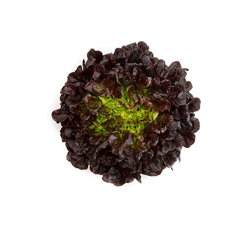 Xem Salanova&reg; &ndash; Hydroponic Red Oakleaf Salanova&reg; Lettuce