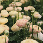 Romance&trade; Hydra&reg; Ranunculus