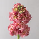 StoX&reg; Antique Rose Stock