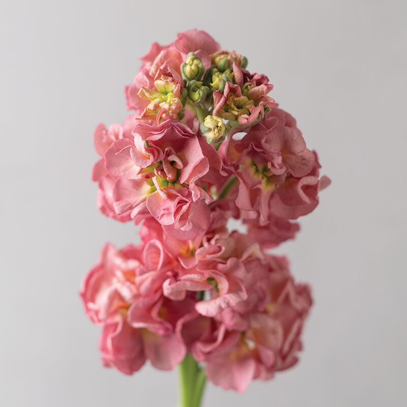 StoX&reg; Antique Rose Stock