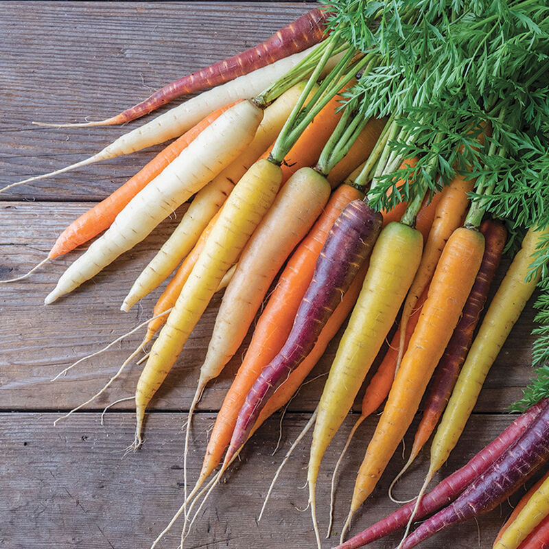 Glow Stix Sunrise Mix Carrot Mixes