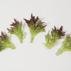 Pamex Salanova&reg; &ndash; Red Sweet Crisp Salanova&reg; Lettuce