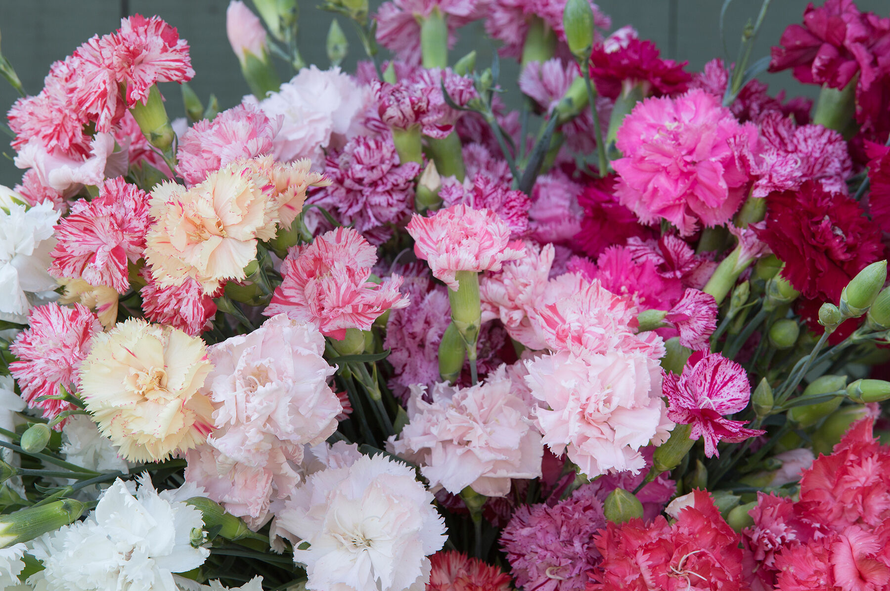 Chabaud Picotee Double Mix Dianthus (Sweet William)