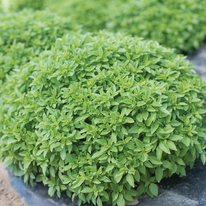 Spicy Bush Fine Leaf Basil