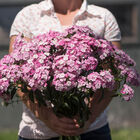 Amazon&trade; Rose Magic Dianthus (Sweet William)