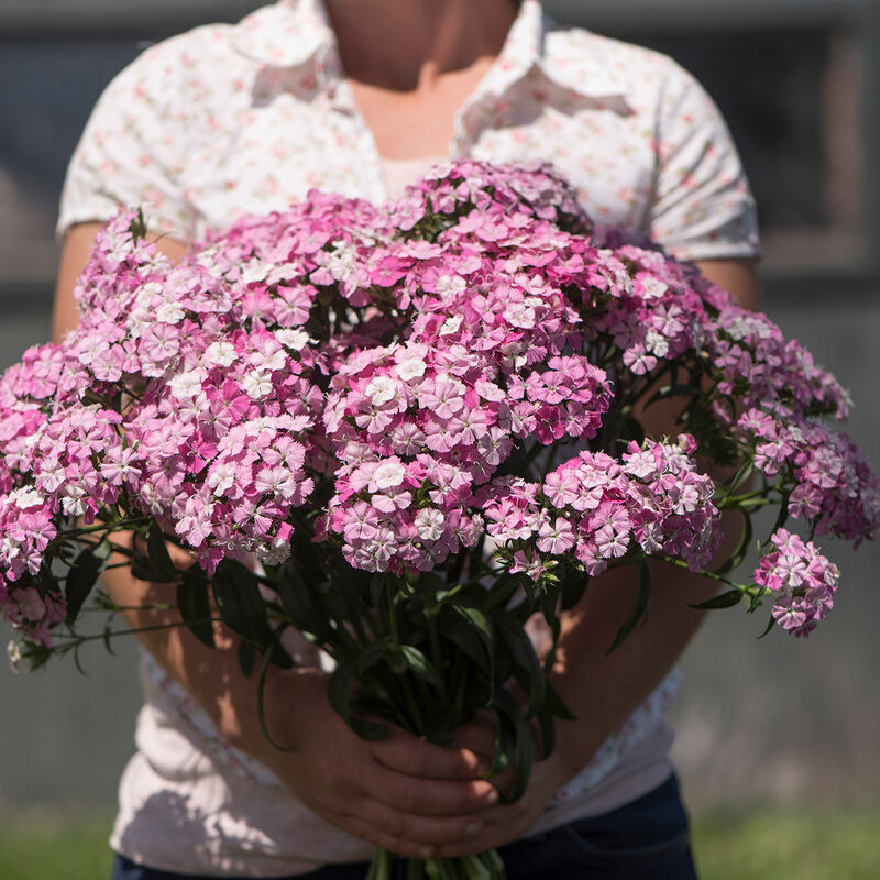 Amazon&trade; Rose Magic Dianthus (Sweet William)