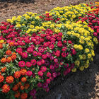 Double Zahara&trade; Brilliant Mixture Zinnia Mixes