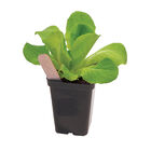 Polypro 2.5" Insert Pots &ndash; Black, 8 Count Plastic Pots