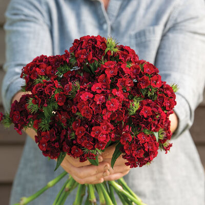 Sweet&trade; Red Dianthus (Sweet William)