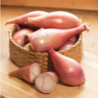Creme Brulee Shallots