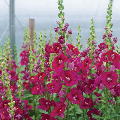 Chantilly&trade; Purple Snapdragon