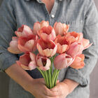 Salmon Van Eijk Tulips