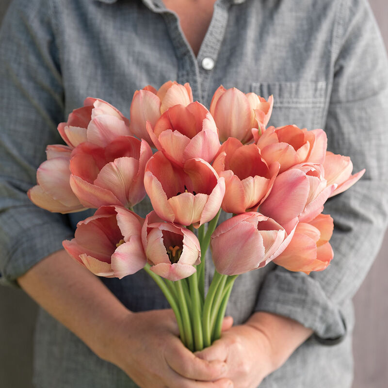 Salmon Van Eijk Tulips