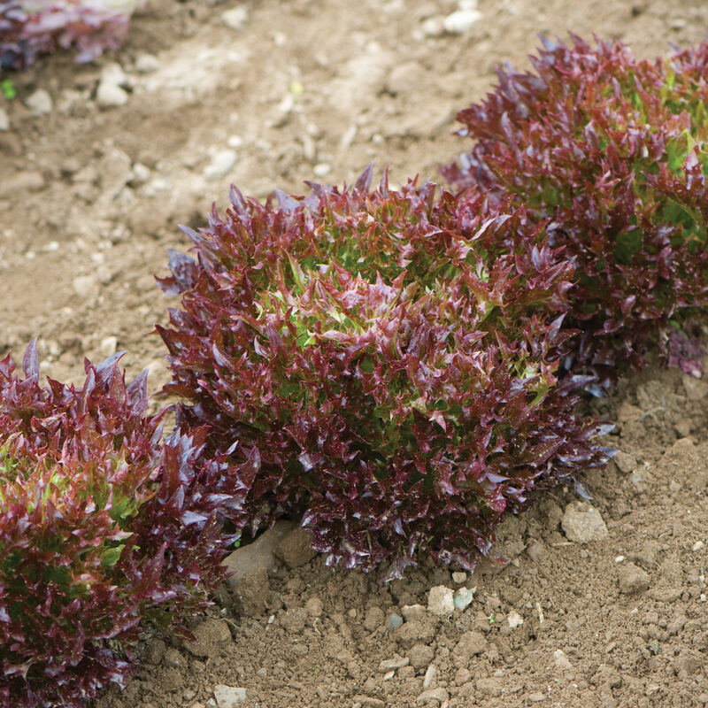 Pamex Salanova&reg; &ndash; Red Sweet Crisp Salanova&reg; Lettuce