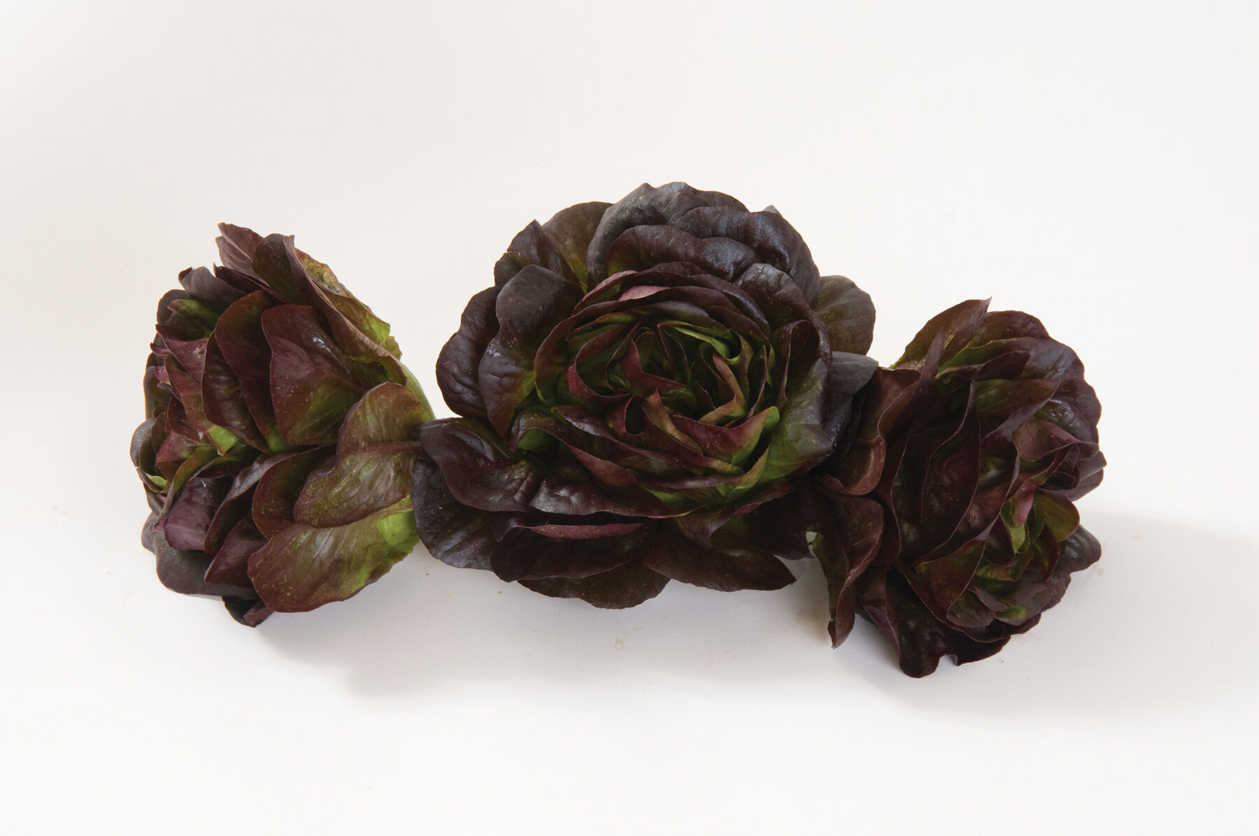 Davinci Salanova&reg; &ndash; Red Butter Salanova&reg; Lettuce