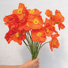 Champagne Bubbles Orange Poppy