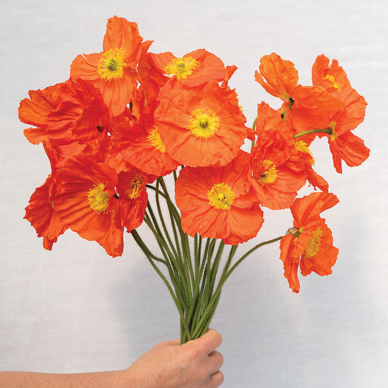 Champagne Bubbles Orange Poppy