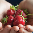 Seascape &ndash; Spring-Planted Strawberry Bare-Root Plants